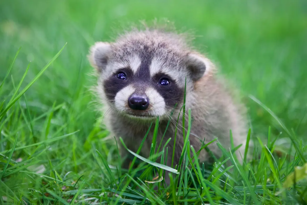 hands holding three baby raccoons