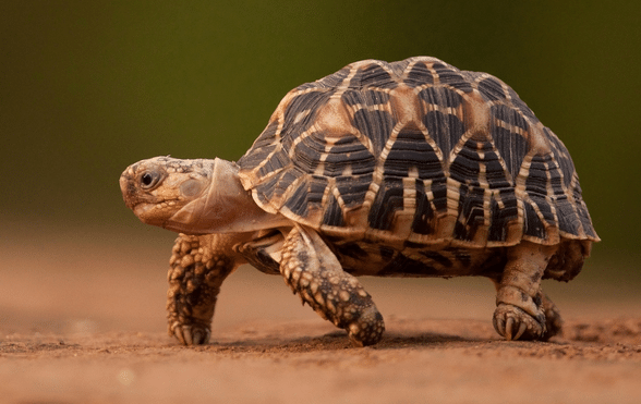 tortoise eating vegetation